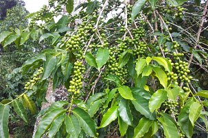 ethiopian yirgacheffe coffee tree
